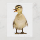Search for anas postcards Duck
