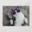 Search for felines postcards Humour