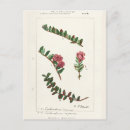 Search for cranberries postcards Vintage