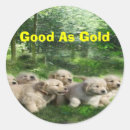 Search for golden puppy stickers Puppies