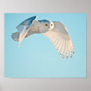 Search for snowy owl posters Danita delimont