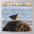 Search for eagle posters Wildlife
