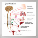 Search for sympathetic posters Reflex