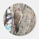 Search for flicker magnets Nature