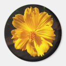 Search for macro magnets Flower