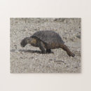 Search for tortoise puzzles Animal
