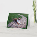 Search for cute sheltie cards Shetland