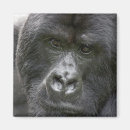 Search for herbivorous magnets Africa