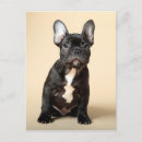 Search for frenchie postcards Canine