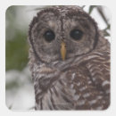 Search for barred owl stickers Bird