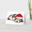 Search for havanese dog cards Beautiful