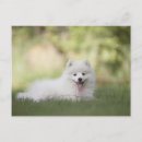 Search for fluffy white postcards Cute