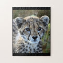 Search for baby cheetah puzzles Wild