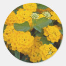 Search for bright yellow flower stickers Cheerful