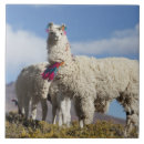 Search for herd the tiles Argentina