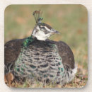 Search for birder coasters Birds