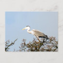 Search for wild bird postcards Heron