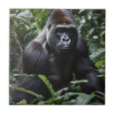 Search for ape tiles Jungle