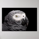 Search for grey parrot posters Animal