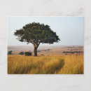 Search for masai mara postcards Africa