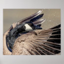 Search for canada goose posters Wildlife