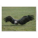 Search for black vulture postcards Wildlife