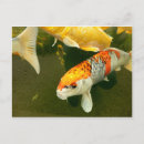 Search for gold fish postcards Carp