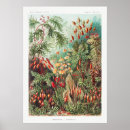 Search for flowering plants posters Flowers