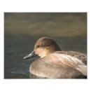 Search for dabble art Dabbling duck