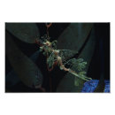 Search for sea dragon art Seahorse