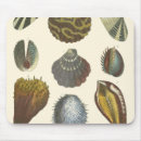 Search for clam mousepads Seashell