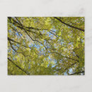 Search for canopy photography Leaves