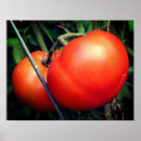 Search for ripe vegetables posters Red