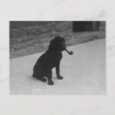 Search for pipe postcards Dog