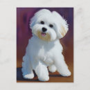 Search for bichon postcards Watercolor