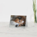 Search for sheltie cards Animals