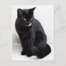 Search for lick postcards Cat