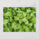 Search for seedlings postcards Garden