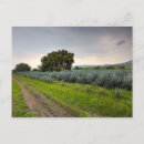 Search for distiller postcards Blue agave