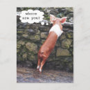 Search for funny pig postcards Pigs