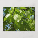 Search for spring leaves postcards Leaf