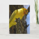 Search for finches cards Wild birds