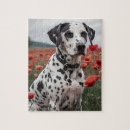 Search for dalmatian puzzles Dog