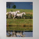 Search for no breeding posters Dapple grey