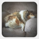 Search for rough collie stickers Animals