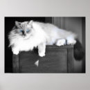 Search for blue eye posters Cat