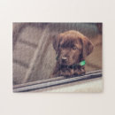 Search for chocolate labrador puzzles Puppy