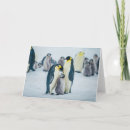 Search for feeding cards Bird