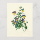 Search for viola postcards Pansies