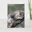 Search for yawning cards Wildlife